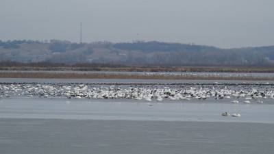 Sunday Funday...headed up to Loess Bluffs National Wildlife Refuge to see the eagles and migratory birds.  TONS of eagle