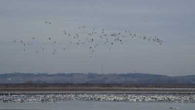 Sunday Funday...headed up to Loess Bluffs National Wildlife Refuge to see the eagles and migratory birds.  TONS of eagle
