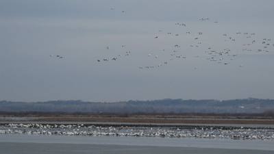 Sunday Funday...headed up to Loess Bluffs National Wildlife Refuge to see the eagles and migratory birds.  TONS of eagle