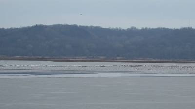 Sunday Funday...headed up to Loess Bluffs National Wildlife Refuge to see the eagles and migratory birds.  TONS of eagle