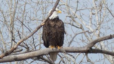 Sunday Funday...headed up to Loess Bluffs National Wildlife Refuge to see the eagles and migratory birds.  TONS of eagle