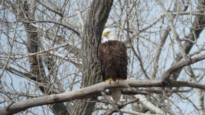 Sunday Funday...headed up to Loess Bluffs National Wildlife Refuge to see the eagles and migratory birds.  TONS of eagle