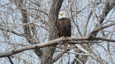Sunday Funday...headed up to Loess Bluffs National Wildlife Refuge to see the eagles and migratory birds.  TONS of eagle