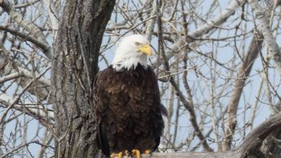 Sunday Funday...headed up to Loess Bluffs National Wildlife Refuge to see the eagles and migratory birds.  TONS of eagle