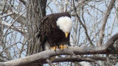 Sunday Funday...headed up to Loess Bluffs National Wildlife Refuge to see the eagles and migratory birds.  TONS of eagle