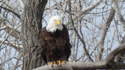 Sunday Funday...headed up to Loess Bluffs National Wildlife Refuge to see the eagles and migratory birds.  TONS of eagle