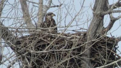 Sunday Funday...headed up to Loess Bluffs National Wildlife Refuge to see the eagles and migratory birds.  TONS of eagle