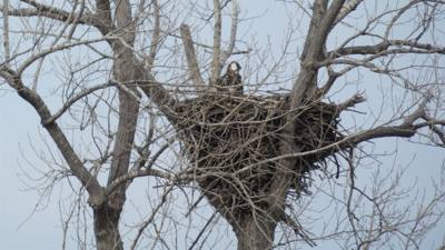Sunday Funday...headed up to Loess Bluffs National Wildlife Refuge to see the eagles and migratory birds.  TONS of eagle
