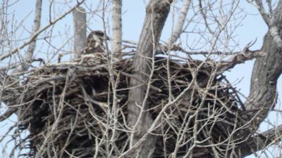 Sunday Funday...headed up to Loess Bluffs National Wildlife Refuge to see the eagles and migratory birds.  TONS of eagle