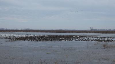 Sunday Funday...headed up to Loess Bluffs National Wildlife Refuge to see the eagles and migratory birds.  TONS of eagle
