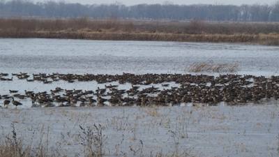 Sunday Funday...headed up to Loess Bluffs National Wildlife Refuge to see the eagles and migratory birds.  TONS of eagle