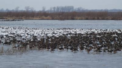 Sunday Funday...headed up to Loess Bluffs National Wildlife Refuge to see the eagles and migratory birds.  TONS of eagle