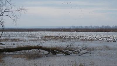 Sunday Funday...headed up to Loess Bluffs National Wildlife Refuge to see the eagles and migratory birds.  TONS of eagle