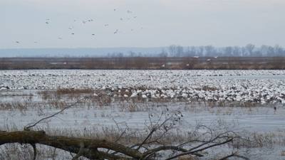 Sunday Funday...headed up to Loess Bluffs National Wildlife Refuge to see the eagles and migratory birds.  TONS of eagle