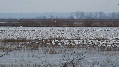 Sunday Funday...headed up to Loess Bluffs National Wildlife Refuge to see the eagles and migratory birds.  TONS of eagle