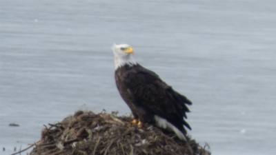 Sunday Funday...headed up to Loess Bluffs National Wildlife Refuge to see the eagles and migratory birds.  TONS of eagle