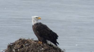 Sunday Funday...headed up to Loess Bluffs National Wildlife Refuge to see the eagles and migratory birds.  TONS of eagle