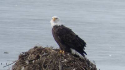 Sunday Funday...headed up to Loess Bluffs National Wildlife Refuge to see the eagles and migratory birds.  TONS of eagle
